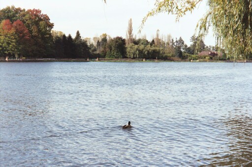 a pato I saw and spoke Spanish to