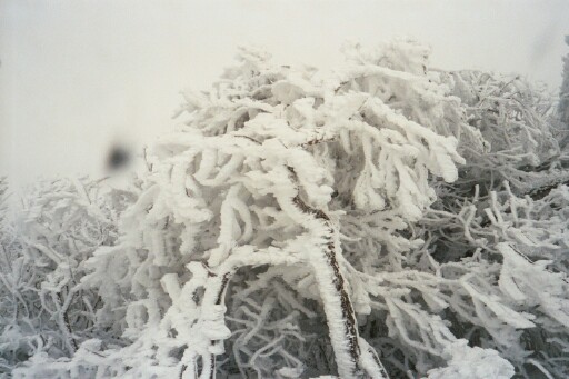 a wind-whipped, snow-covered bush